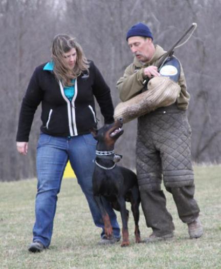 Doberman Puppies BAB & Super Dog Candidates Image