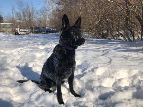 Chloe von Prufenpuden "Sold" Image