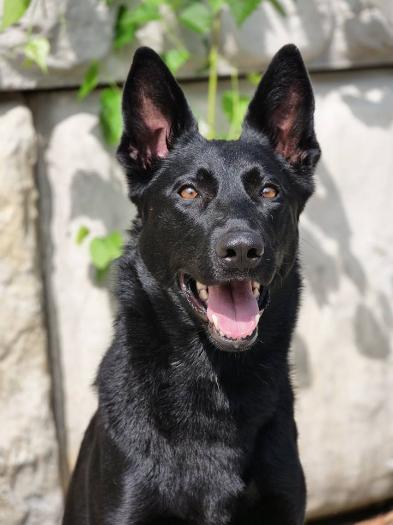 Chloe von Prufenpuden "Sold" Image