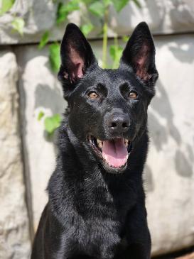 Chloe von Prufenpuden "Sold" Image