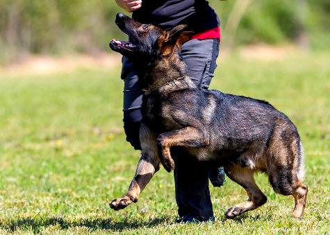 Schutzhund dogs best sale for sale