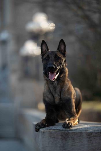 Elite store belgian malinois