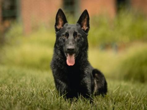 Archie von Prufenpuden Image
