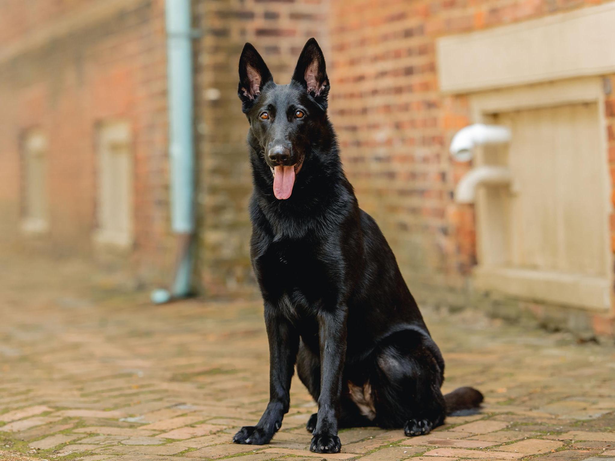 Short haired black clearance shepherd