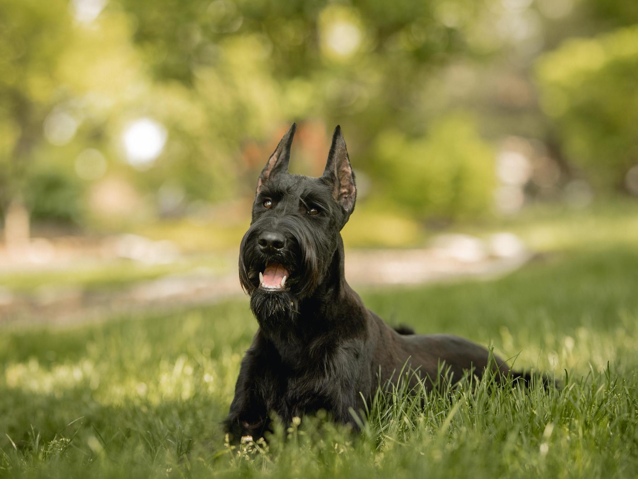 Giant schnauzer protection store dog for sale