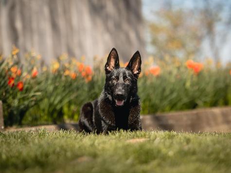 Ginger von Prufenpuden Image