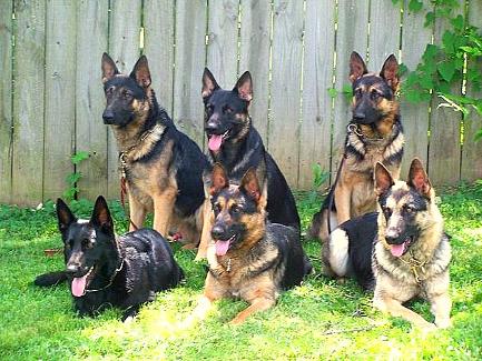 German Shepherd Pups "For Advanced Training"  Image