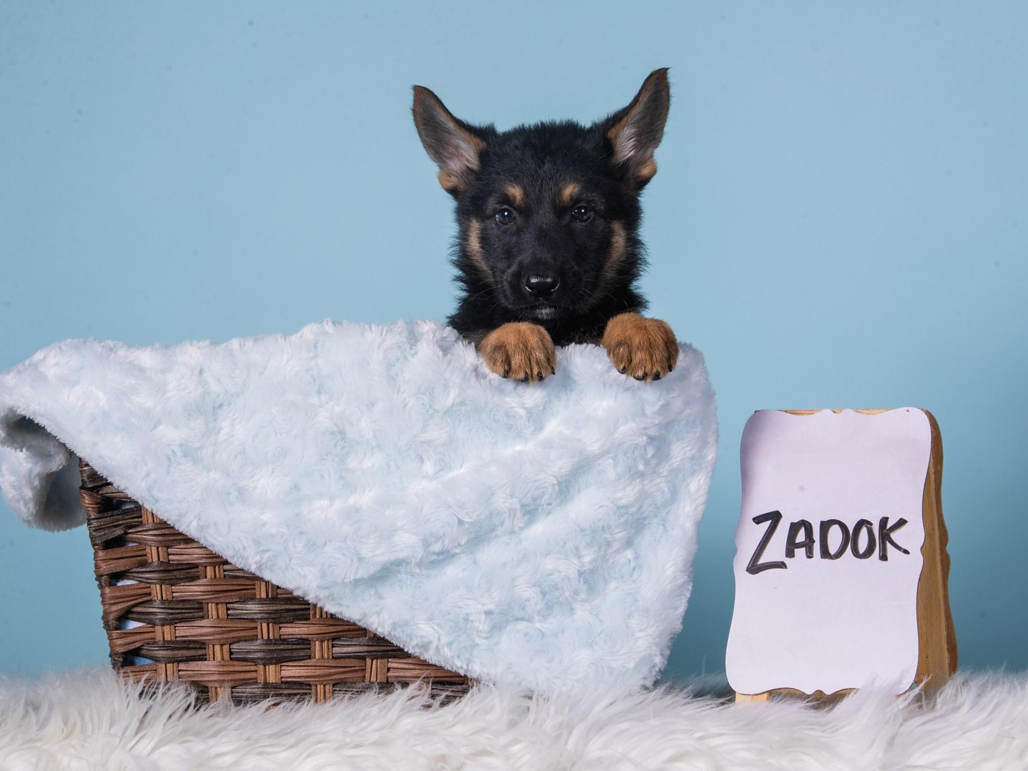 Protection Dog Sales Product Detail