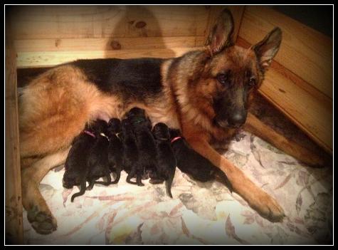 German Shepherd Pups 