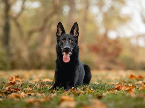 Krypto von Prufenpuden Image