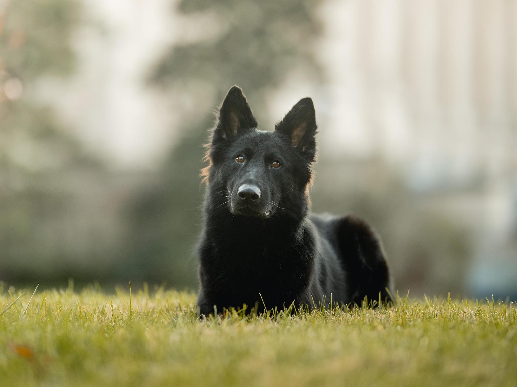 Kira von Prufenpuden Image