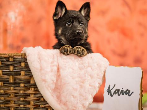 German Shepherd Pups "For Advanced Training"  Image