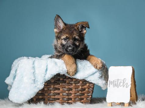 German Shepherd Pups "For Advanced Training"  Image