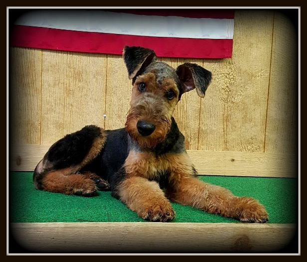 Airedale terrier guard store dog