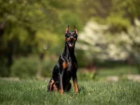 Usher von Prufenpuden Image