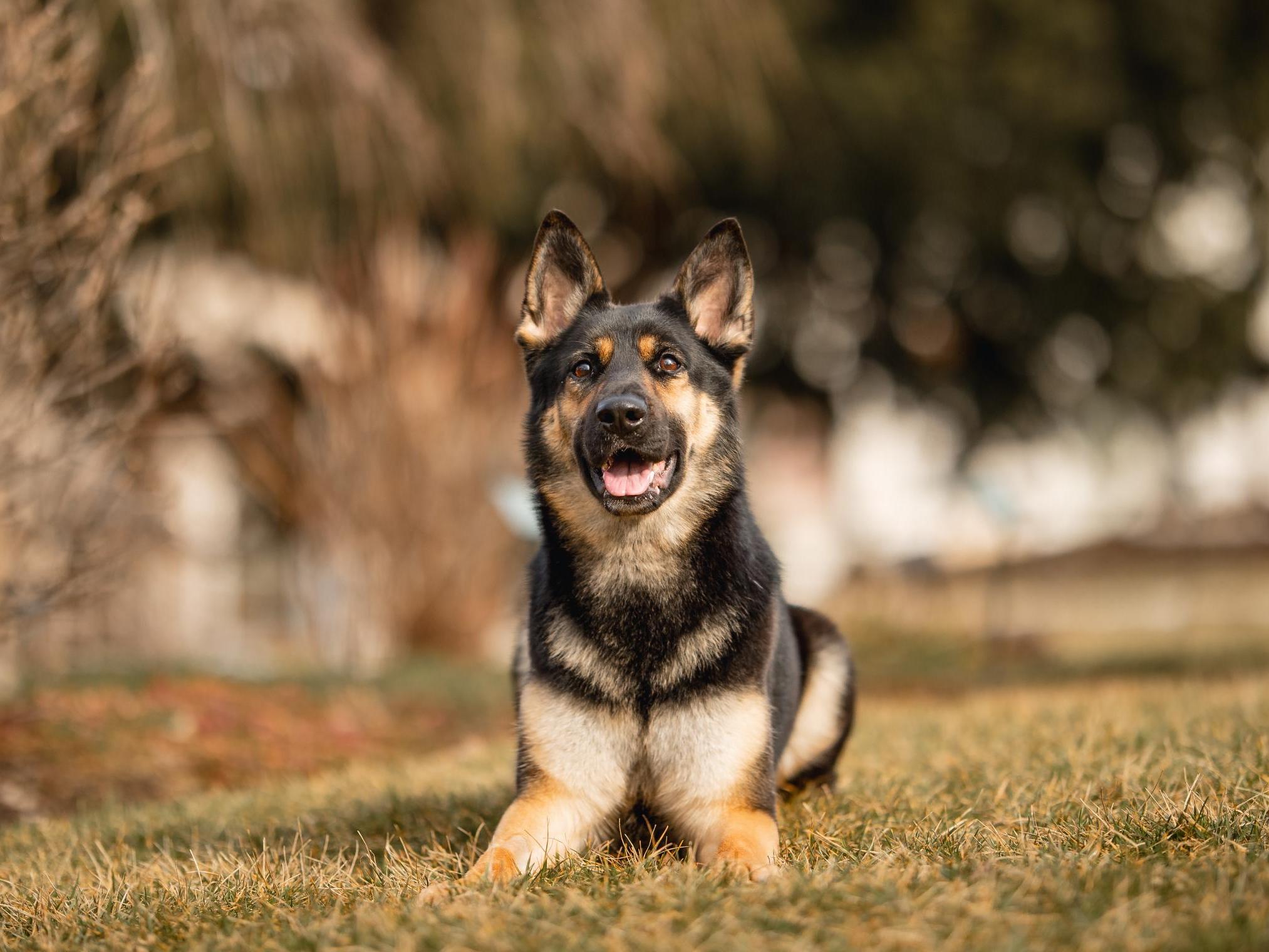 Pippa von Prufenpuden Image