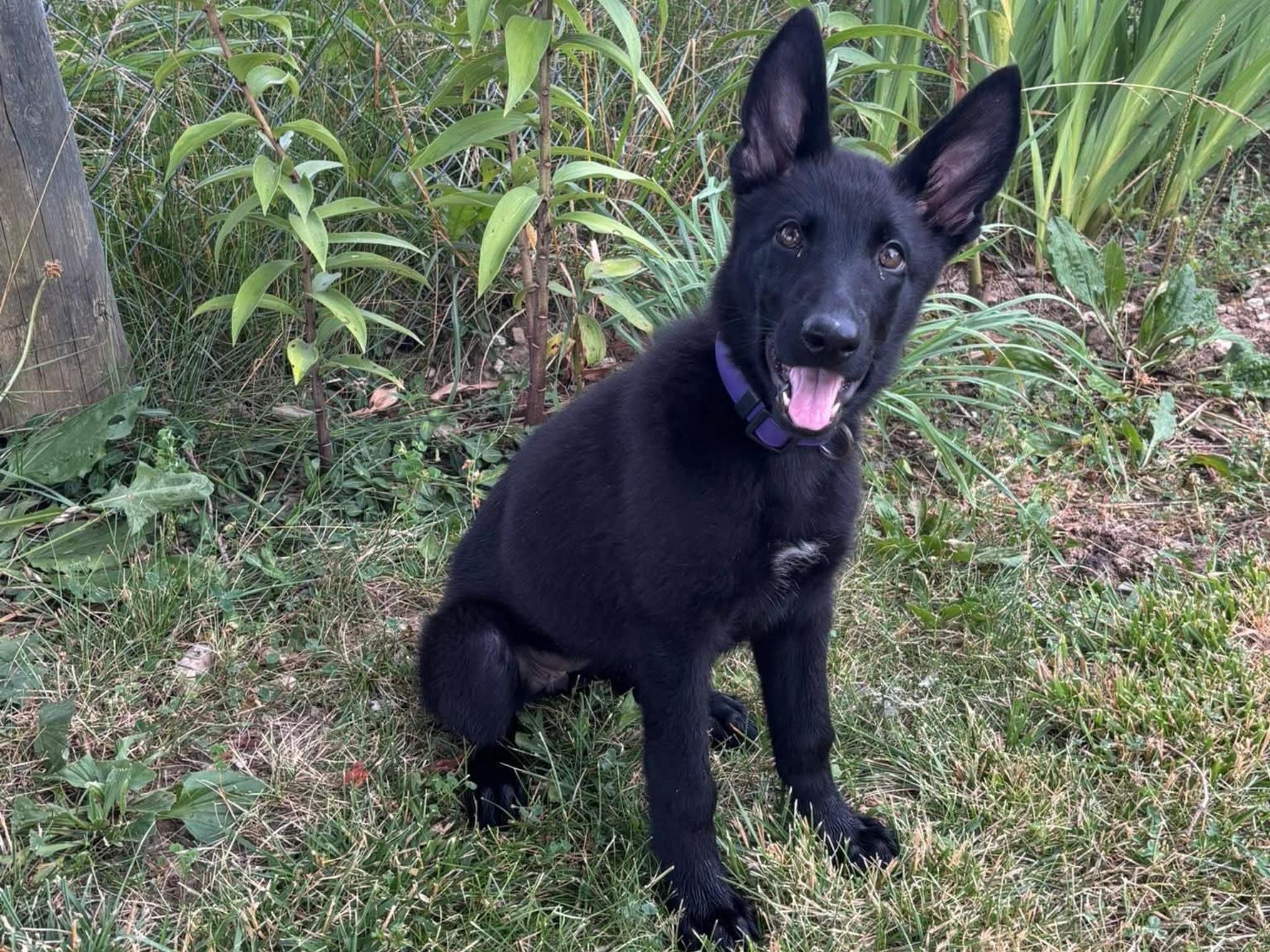 Nona von Prufenpuden Image