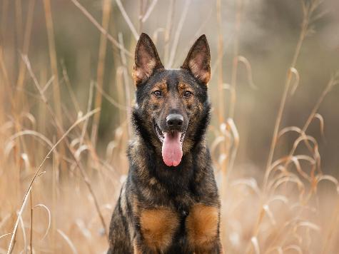 Yitro von Prufenpuden Image