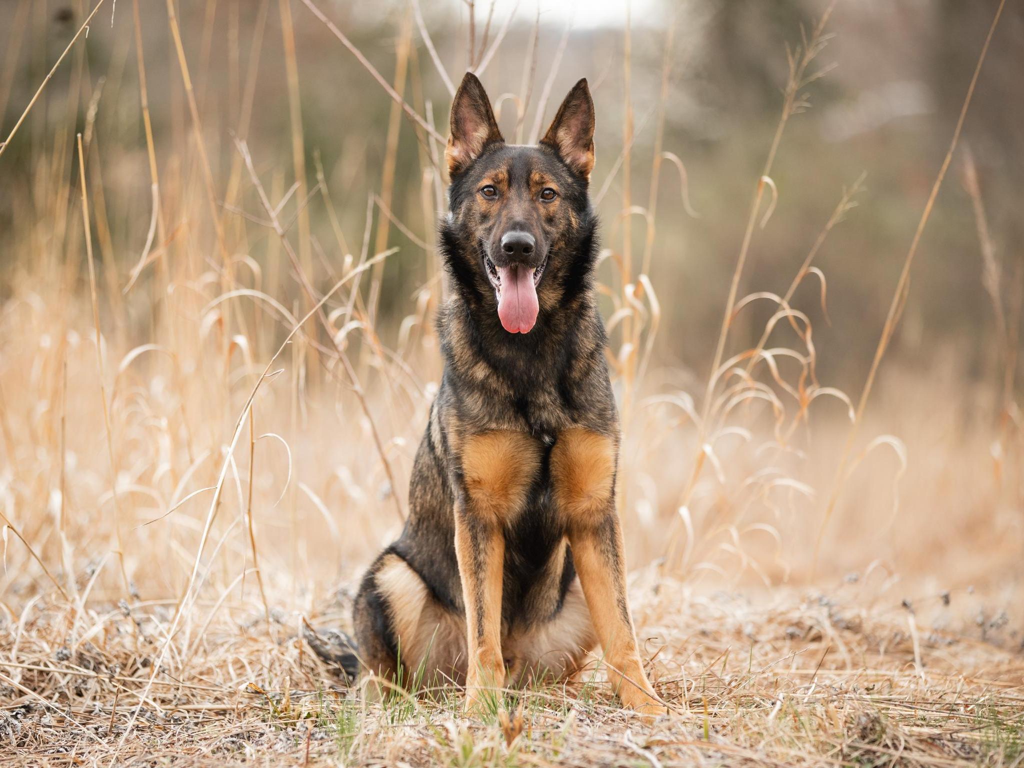 Yitro von Prufenpuden Image