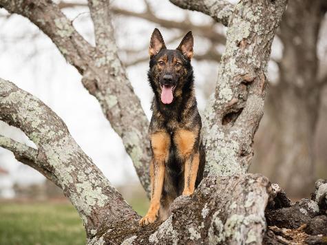 Yitro von Prufenpuden Image