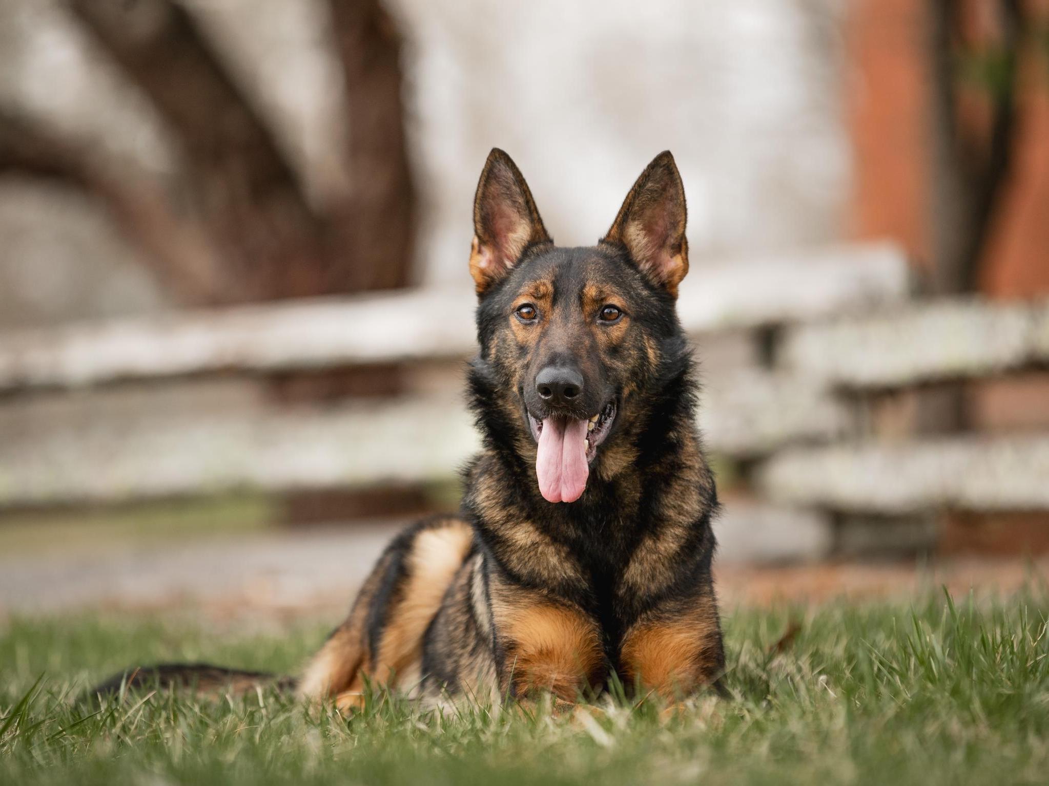 Yitro von Prufenpuden Image