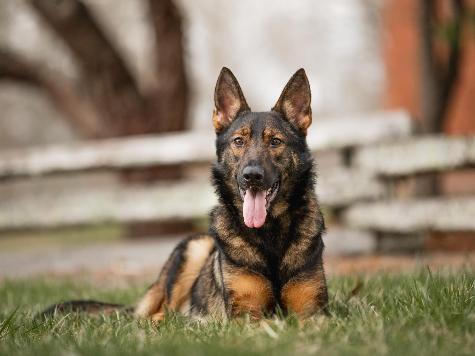 Yitro von Prufenpuden Image