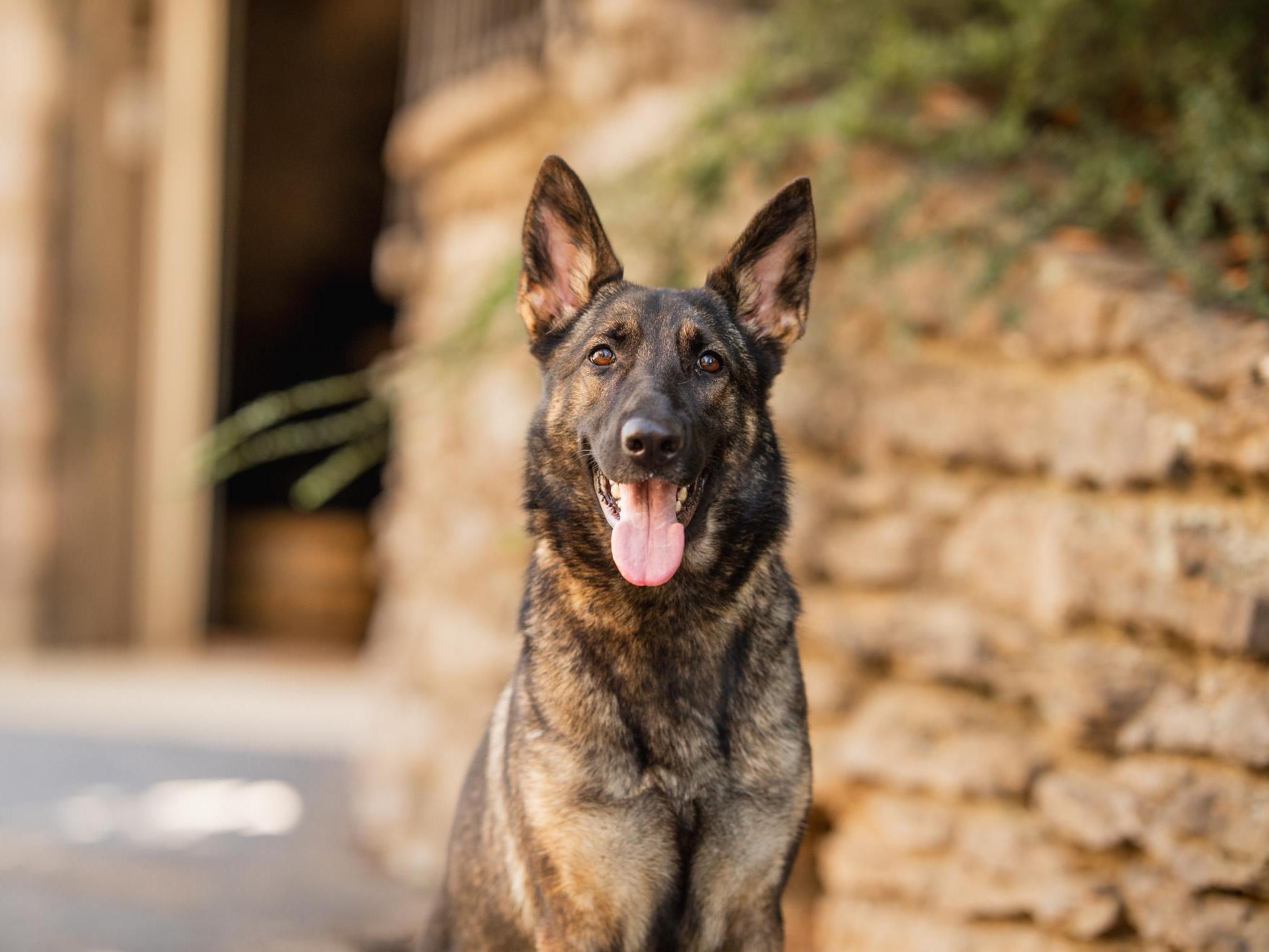 Yuba von Prufenpuden Image