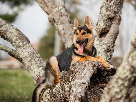 Zannie von Prufenpuden Image