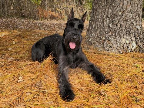 Maren von Prufenpuden Image