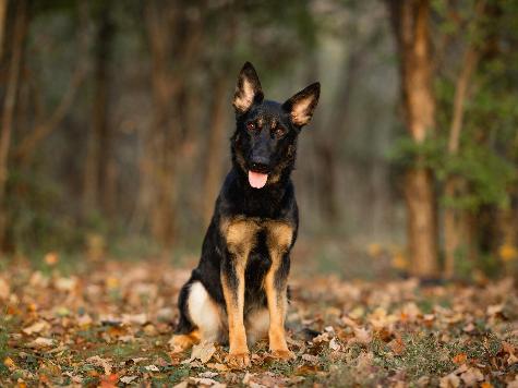 Bindi von Prufenpuden Image