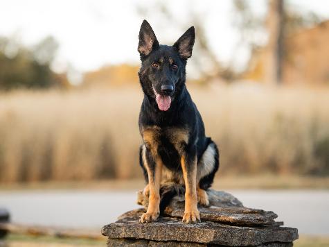 Bindi von Prufenpuden Image