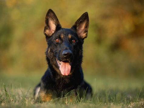 Bindi von Prufenpuden Image