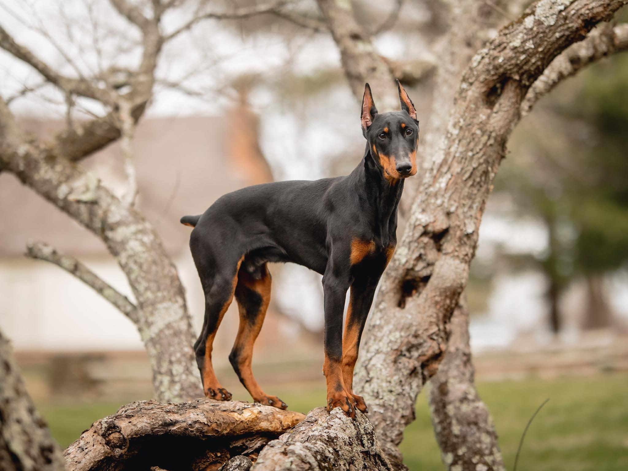 Doberman Puppies BAB & Super Dog Candidates Image