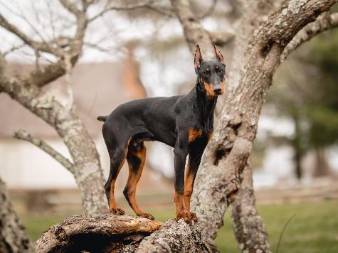Doberman Puppies BAB & Super Dog Candidates Image