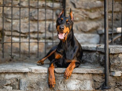 Doberman Puppies BAB & Super Dog Candidates Image