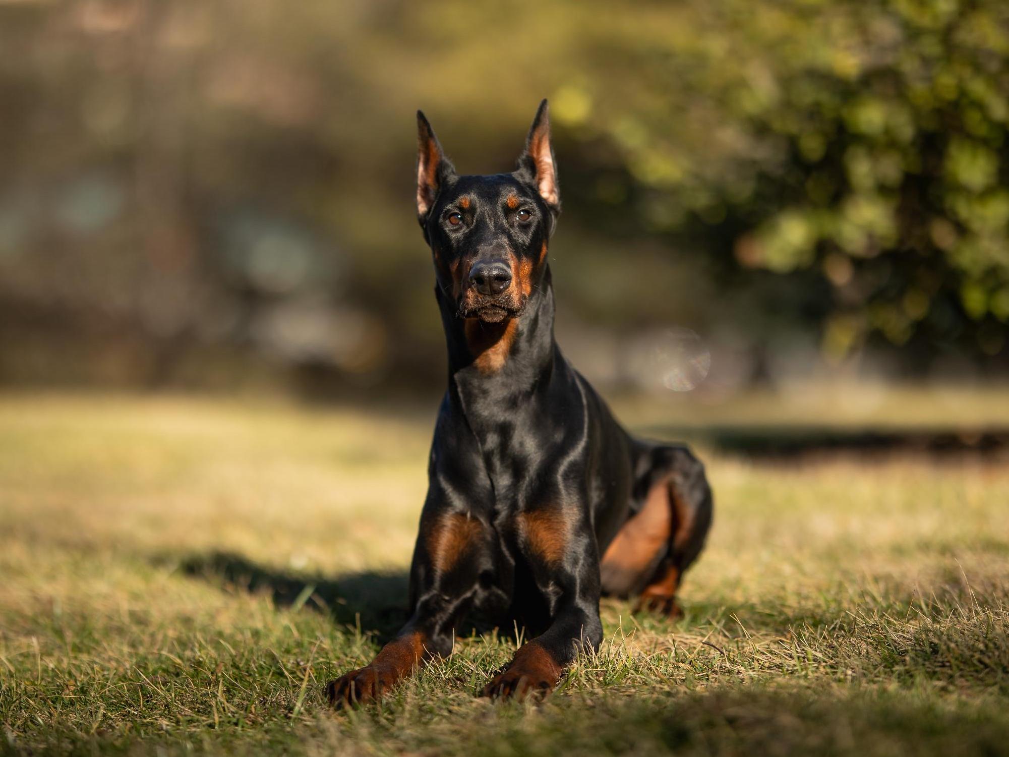 Doberman Puppies BAB & Super Dog Candidates Image