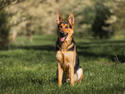 Zadok von Prufenpuden Image