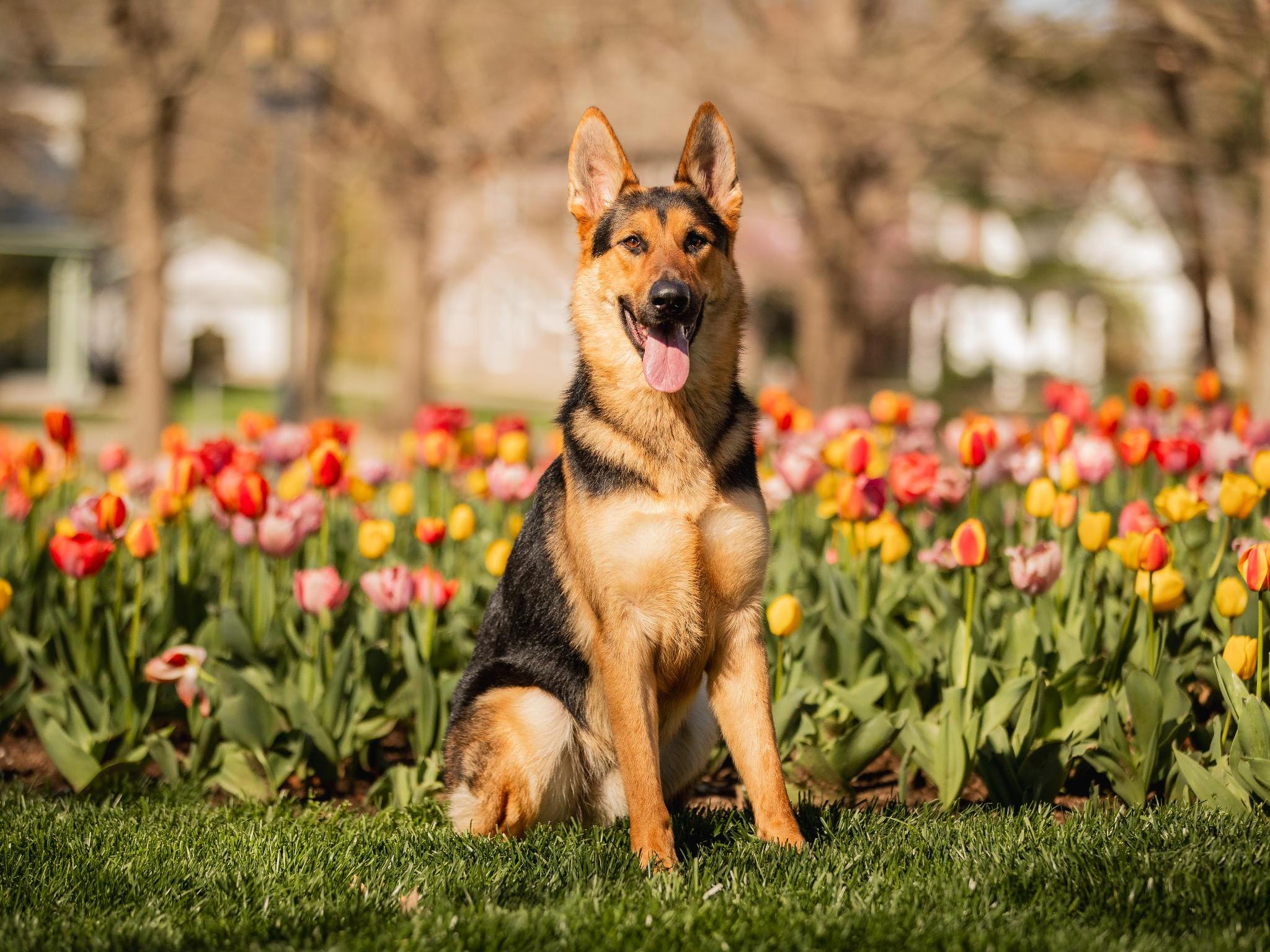 Zadok von Prufenpuden Image