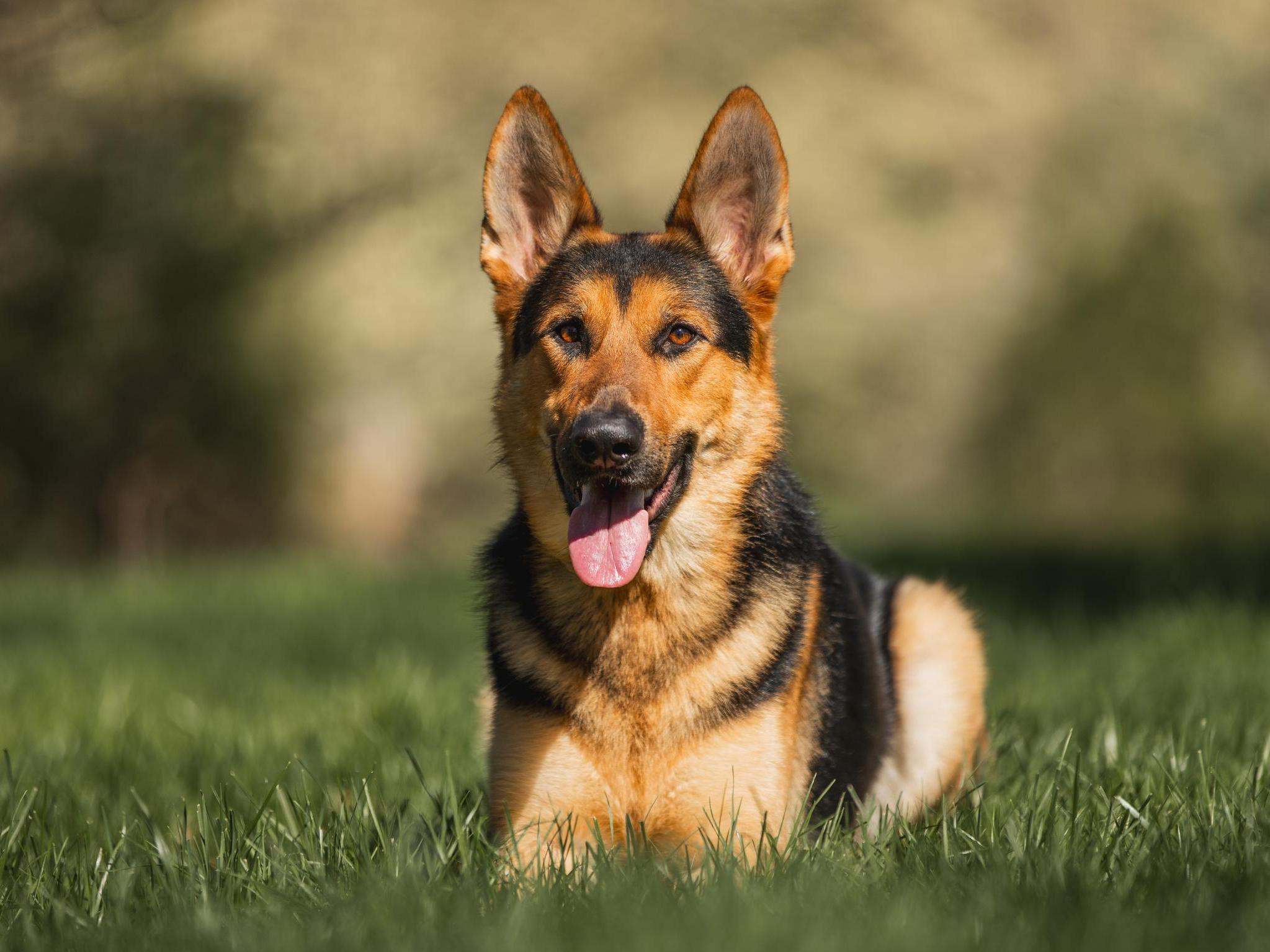 Zadok von Prufenpuden Image