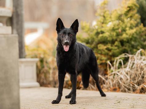 Binge von Prufenpuden Image