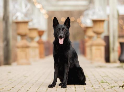 Binge von Prufenpuden Image