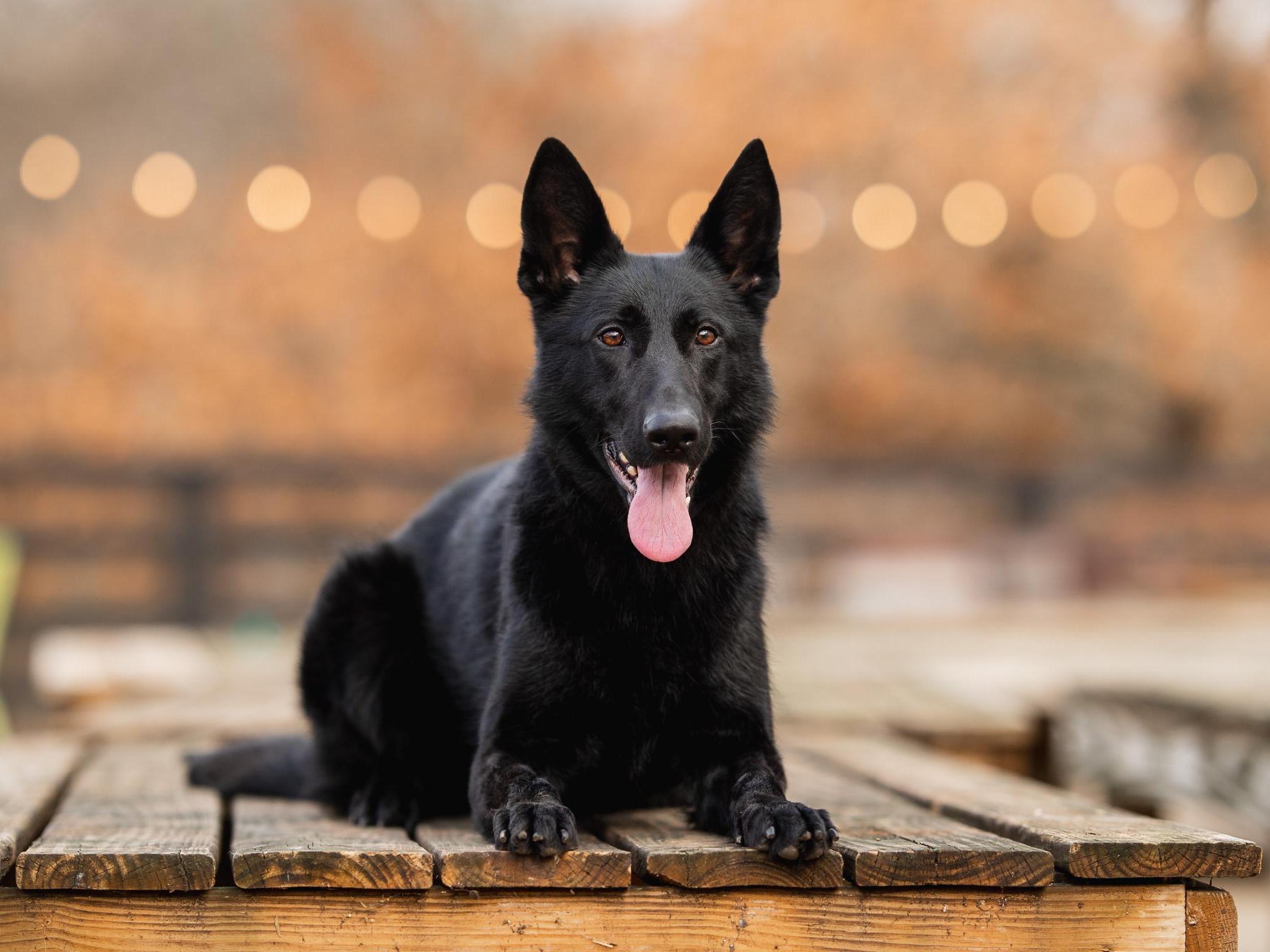 Binge von Prufenpuden Image