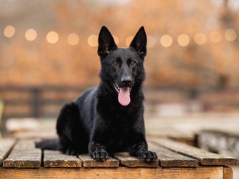 Binge von Prufenpuden Image