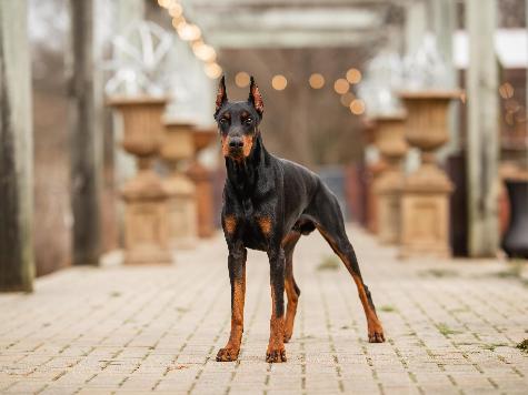 Goggins von Prufenpuden CD Image