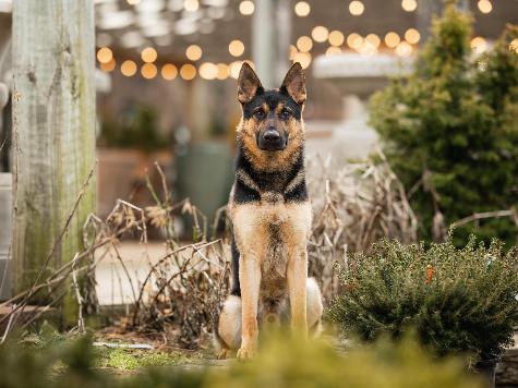 Dierks von Prufenpuden Image