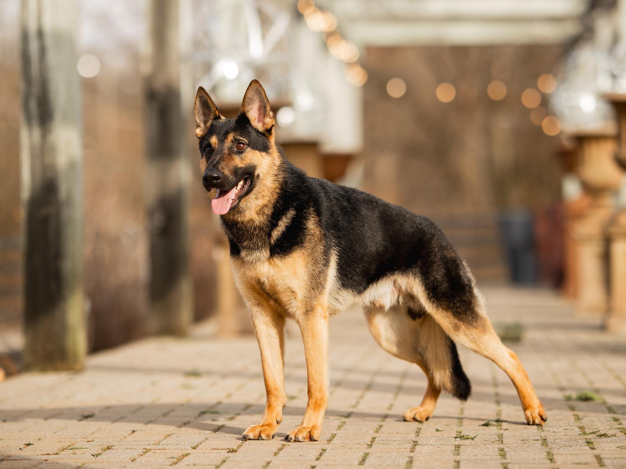 Dierks von Prufenpuden Image