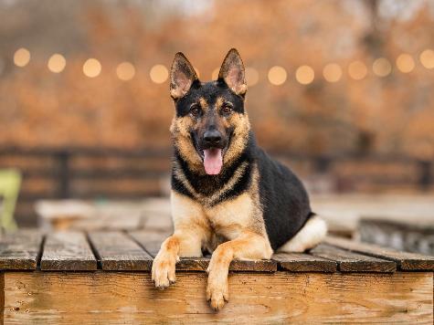Dierks von Prufenpuden Image