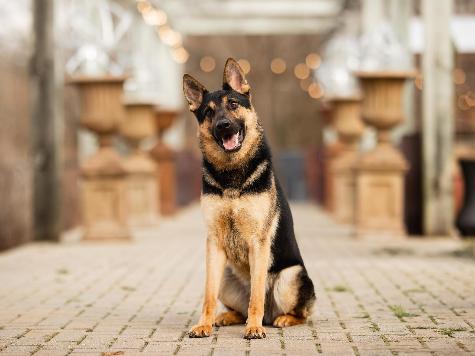 Dierks von Prufenpuden Image