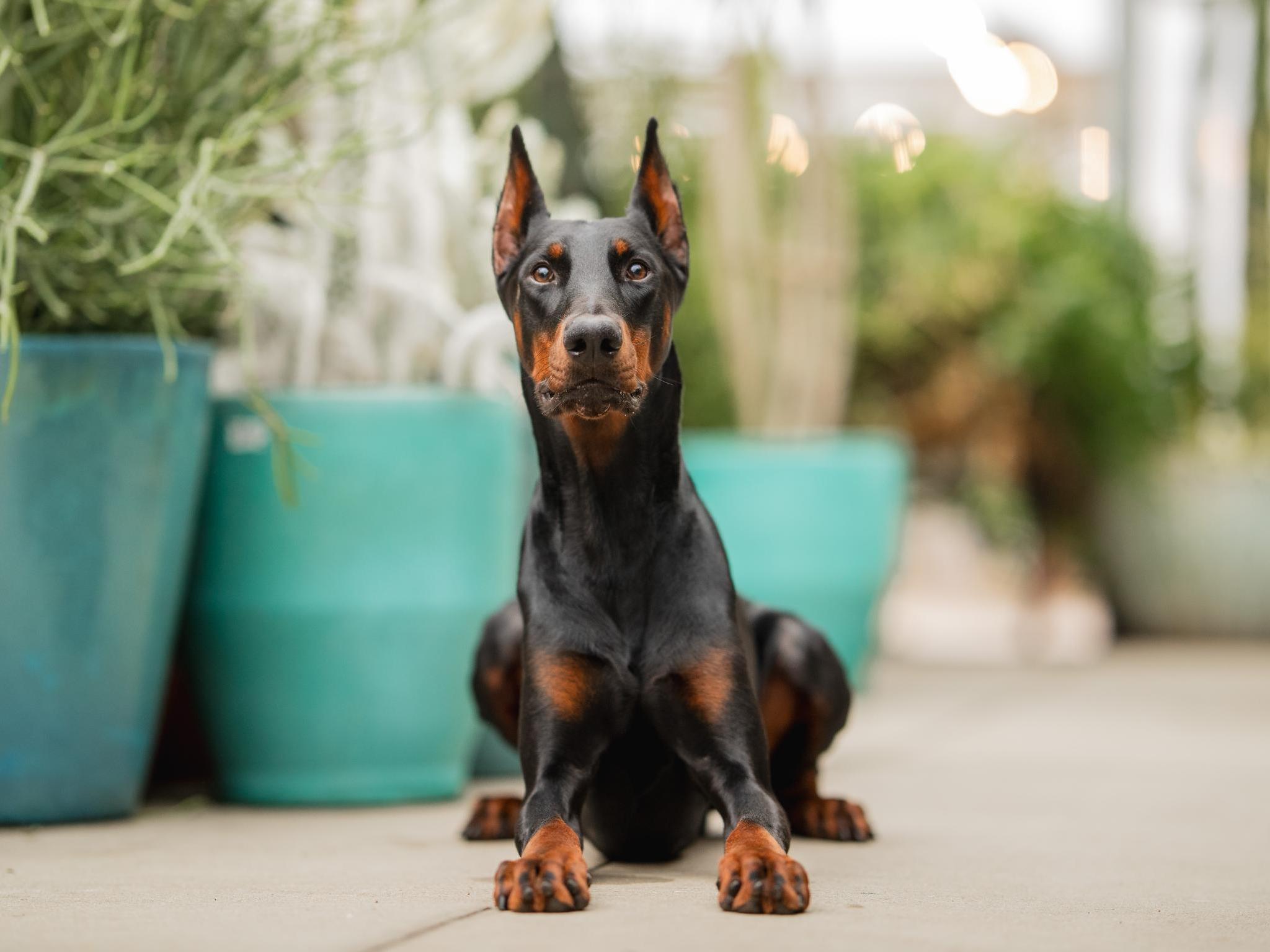 Harry von Prufenpuden Image