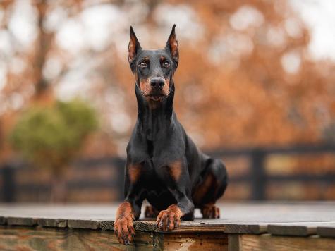 Harry von Prufenpuden thumbnail